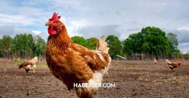 Tavuğa tecavüz etti! Olay nerede oldu? Şahıs tutuklandı mı?