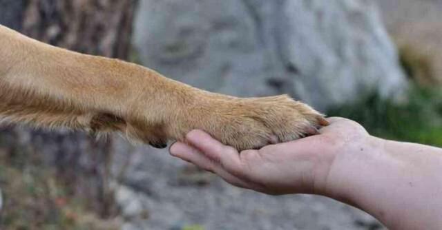 Tuvalette köpeği istismar ederken suçüstü yakalandı! Olay nerede oldu? Olay ne?