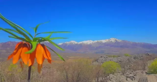 Nesli tükenme tehlikesiyle karşı karşıya! Bu çiçeği koparana 80 bin lira ceza kesiliyor