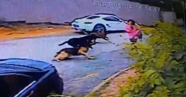 Başıboş köpeklerin saldırdığı kadınlar canlarını zor kurtardı! Dehşet anları kamerada