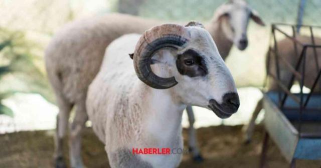 2025 Kurban Bayramı ne zaman Diyanet? Kurban Bayramı hangi tarihe denk geliyor?