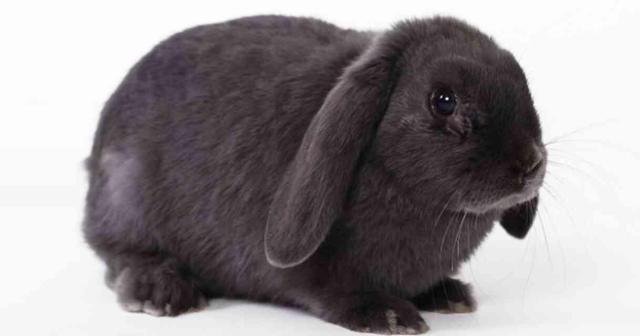 Rüyada tavşan görmek ne anlama gelir? Rüyada tavşan görmek ne anlama gelir diyanet? Beyaz tavşan neyi simgeler?