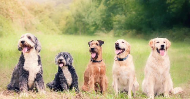 Rüyada köpek görmek ne anlama gelir? Rüyada köpek görmek ne anlama gelir diyanet?