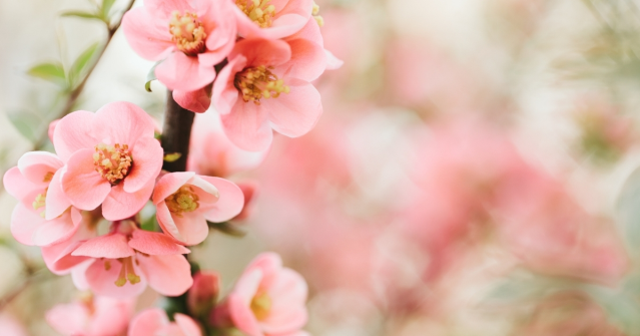 Cemre ne zaman düşecek 2025? İlk cemre ne zaman, hangi tarihte düşecek?