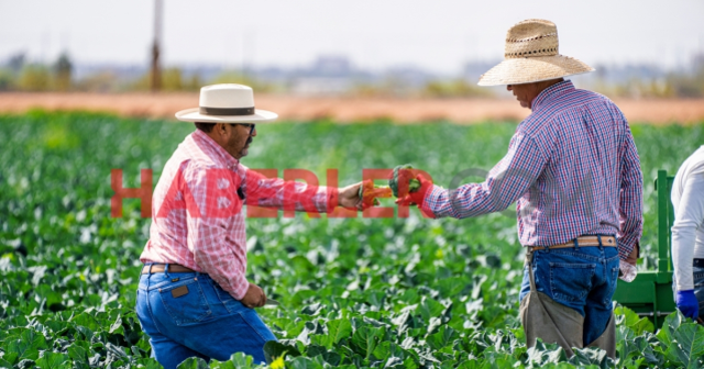 MAZOT GÜBRE DESTEĞİ! Mazot Gübre desteği ne zaman yatacak 2025? Mart ayı mazot ve gübre desteği ödemeleri ne zaman ödenecek?