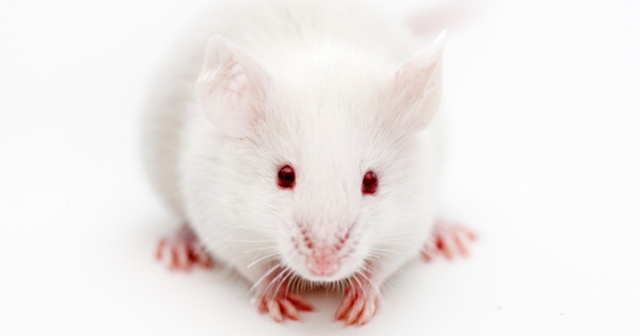 Rüyada fare görmek ne anlama gelir? Rüyada küçük, beyaz, siyah ve ölü fare görmenin anlamı nedir Diyanet?