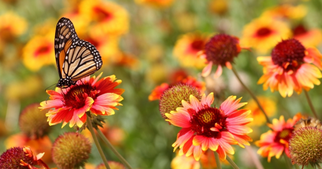 Hıdırellez akan su yoksa ne yapılır? Hıdırellez dilek kağıdı su yoksa nasıl atılır?