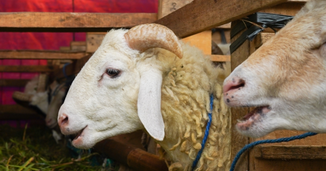 Kurban Bayramı'na kaç gün kaldı? Arefe ne zaman?