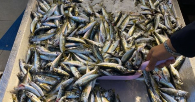 Balık sezonu ne zaman açılıyor? 2025 balık av yasağı ne zaman bitiyor?