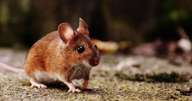 Rüyada fare görmek ne anlama geliyor? Rüyada fare öldürmek ne demek?