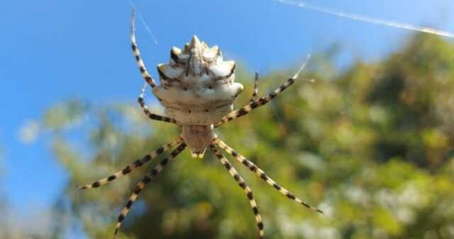 Dünya'nın en zehirli örümceklerinden 'Argiope Lobata' Türkiye'de görüldü!