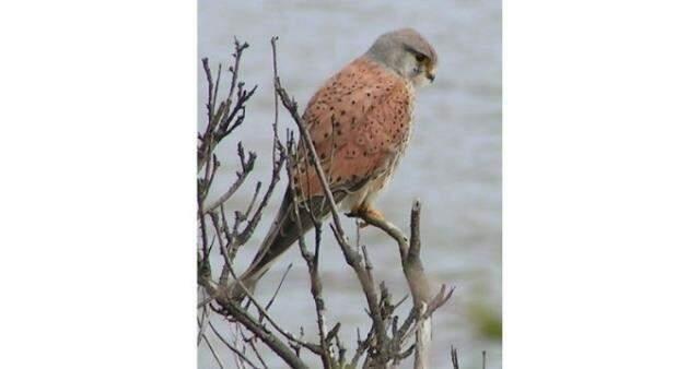 Kerkenez nedir? TDK kerkenez ne anlama gelir?