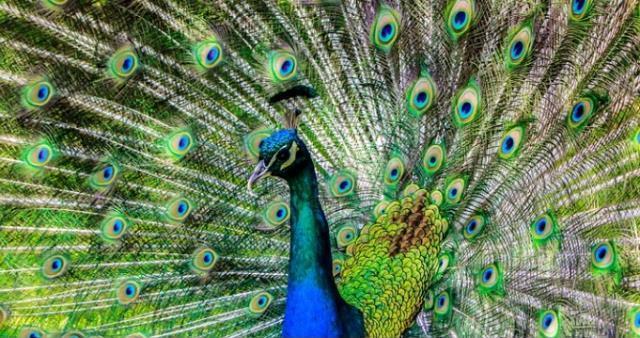 Kahve falında tavus kuşu görmek ne anlama gelir? Falda tavus kuşu ne demek?