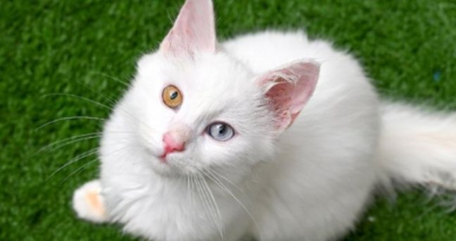 Kedi Günü ne zaman? Uluslararası Kedi Günü ne zaman kutlanır, kedi günü nedir?