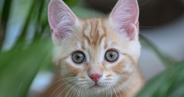 Kedi Günü ne zaman? Uluslararası Kedi Günü ne zaman kutlanır, kedi günü nedir?