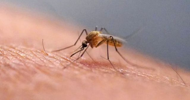 İzlanda'da ilk kez sivrisinek görüldü: İzlanda'da sivrisinek görülmesi neden önemli?