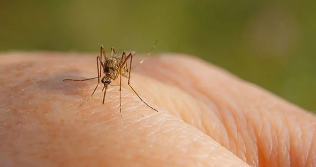 İzlanda'da ilk kez sivrisinek görüldü: İzlanda'da sivrisinek görülmesi neden önemli?