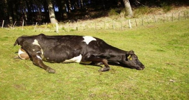 Deli dana hastalığı nedir, belirtileri neler? Deli dana hastalığı insana nasıl bulaşır?