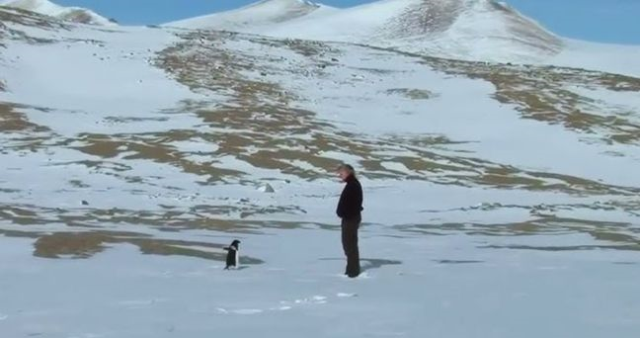 Nihilist penguen belgeseli izle (Türkçe dublaj) Nihilist penguen belgeseli nereden, nasıl izlenir? Nihilist penguen hikayesi nedir?