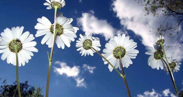 Cemre ne zaman düşecek? 2026 ilk cemre nereye düşecek, Cemre havaya, suya, toprağa düşme tarihleri hangileri?