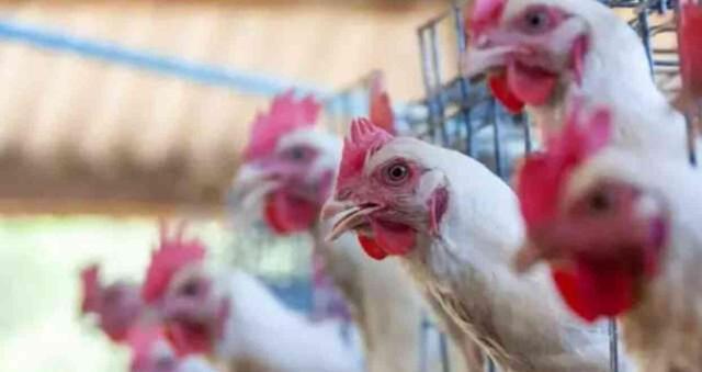 KUŞ GRİBİ BELİRTİLERİ NELER? Kuş gribi alarmı veriliyor! Kuş gribi nedir?