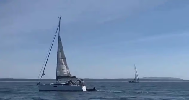 Katil balinalar lüks turist yatını batırdı! Mürettebat canını zor kurtardı