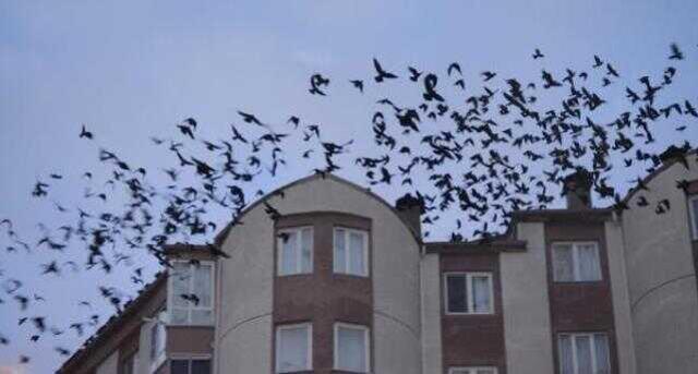 Alfred Hitchcock filmleri gerçek oldu! Mahalleyi saran kargalar geceleri bile çatılarda yatıyor