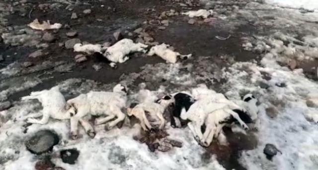 KARS'TA KUZU ÖLÜMLERİ KORKUTTU
