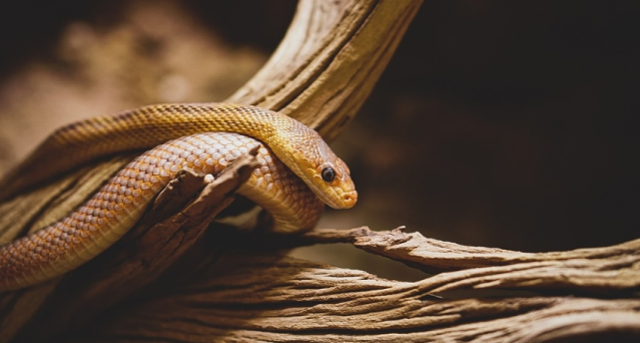 Rüyada sarı yılan görmek ne anlama gelir?