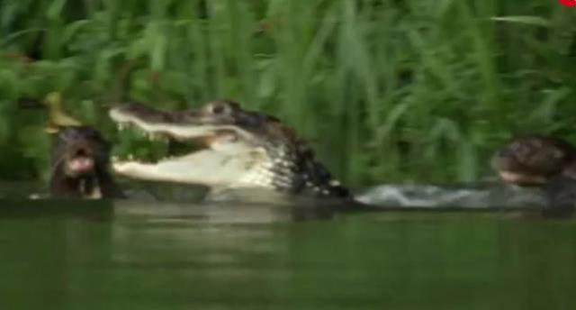 Dev timsah çantada keklik sanıp anne su samuru ve yavrularına saldırdı, sonra olanları kimse tahmin edemiyor