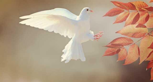 Dünya Barış Günü 1 Eylül mü 21 Eylül mü? Dünya Barış Günü ne zaman, hangi gün?