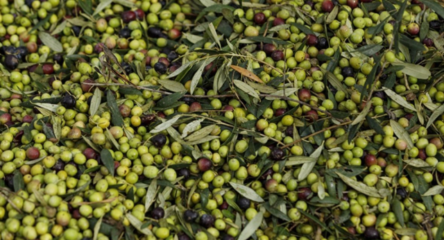 Zeytin yasası nedir? SON DAKİKA Zeytin yasası Meclis'ten geçti mi?