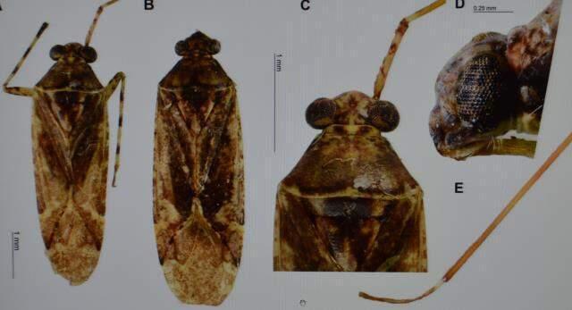 O böceğe eski bakanın adını verdiler