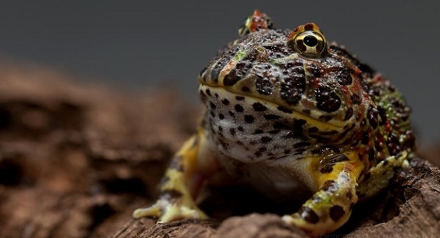 Hangi takma adda bir kurbağa türü vardır?