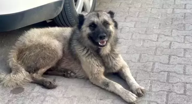 Yine başıboş sokak köpeği terörü! Saldırdıkları çocuğun kasığına, bisikletin demiri saplandı