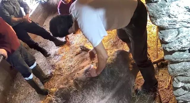 Doğumda zorlanan ineğe ekmek bıçağı ile ameliyat! Görüntüler kan dondurdu