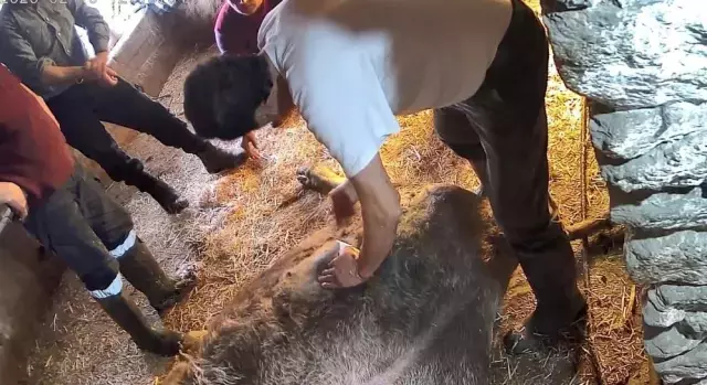 İneğe sezaryen yapan adamdan açıklama: Çağırdılar insanlık namına yardımcı oldum