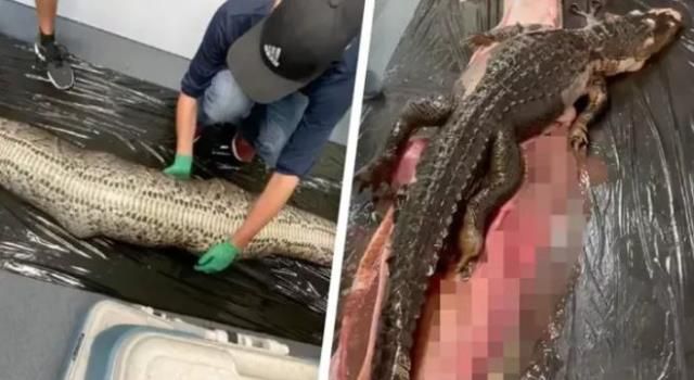 Dev pitonun karnını açan yılan uzmanları karşılarındaki tablo nedeniyle şaşkın şaşkın birbirlerine baktı