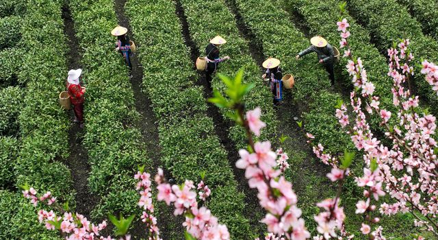 Çin'in Hunan Eyaletinde Çay Hasadı Turizmle Bütünleşerek Yerel Ekonomiyi Destekliyor