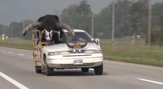 Dev boğayı aracının ön koltuğuna oturtan sürücü polis tarafından uyarıldı