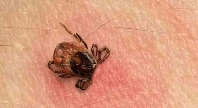 Kırım Kongo Kanamalı Ateşi Hastalığı nedir? Kırım Kongo nasıl anlaşılır?