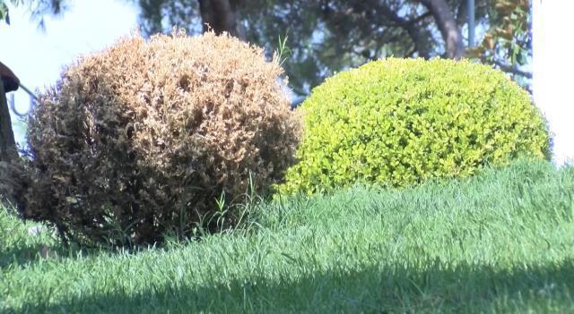 İstanbul'da çayır tırtılı alarmı! Parklara indiler, yeşil ne varsa yok ediyorlar