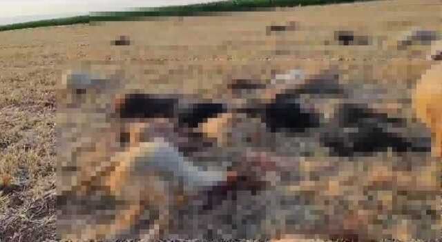 Mardin'de 80 Küçükbaş Hayvan Su İçtikten Sonra Telef Oldu