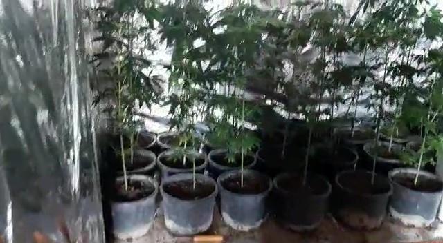 Gardırobunu kenevir bahçesine dönüştürmüş