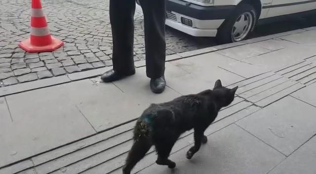 Kiminin kuyruğu, kiminin bacağı yok! Gümüşhaneliler, kedilere eziyet eden kişilerin bulunmasını istiyor
