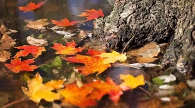 En güzel Kasım ayı mesajları ve sözleri - RESİMLİ!
