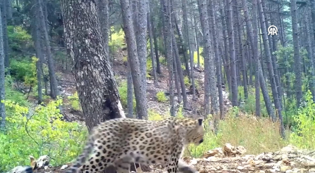 Anadolu parsı nedir? Anadolu parsı Türkiye'de var mı?