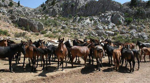 Antalya'da devam eden yangın 1500 yılkı atının yaşam alanı olan Eynif Ovası'nı da sardı
