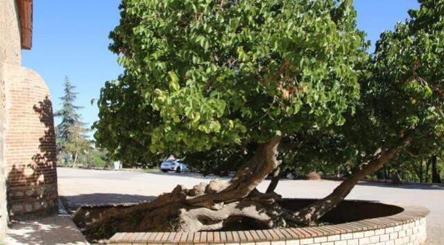 Kadir Gecesi'nde secde ettiği rivayet edilen dut ağacının hikayesi herkesi şaşırtıyor