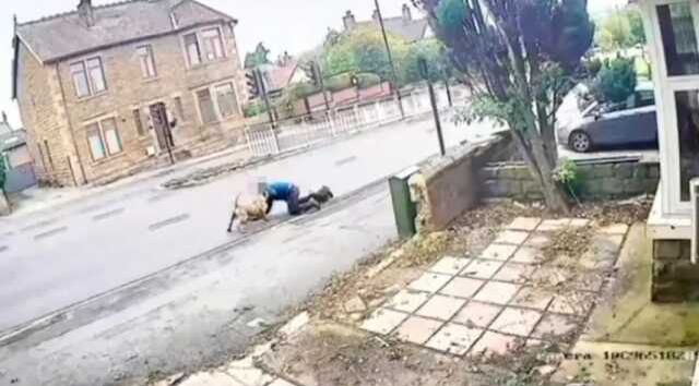 Köpek saldırdığı adamı zorla kana trafiğe çekmeye çalıştı, saldırı sonrası adam ağır yaralandı